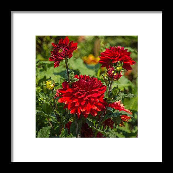 Flower Framed Print featuring the photograph Cluster of Dahlias by Jane Luxton
