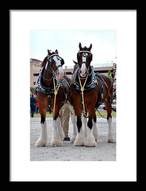 Clydesdales Framed Print featuring the photograph Clydesdales 3 by Amanda Vouglas