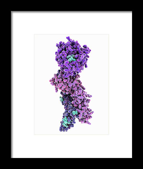 Artwork Framed Print featuring the photograph Coagulation Factor Complex Molecule by Laguna Design