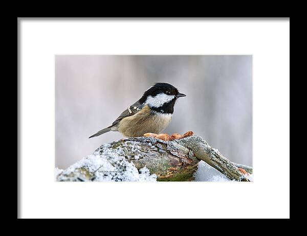Coal Tit And The Peanuts Framed Print featuring the photograph Coal Tit and the peanuts by Torbjorn Swenelius