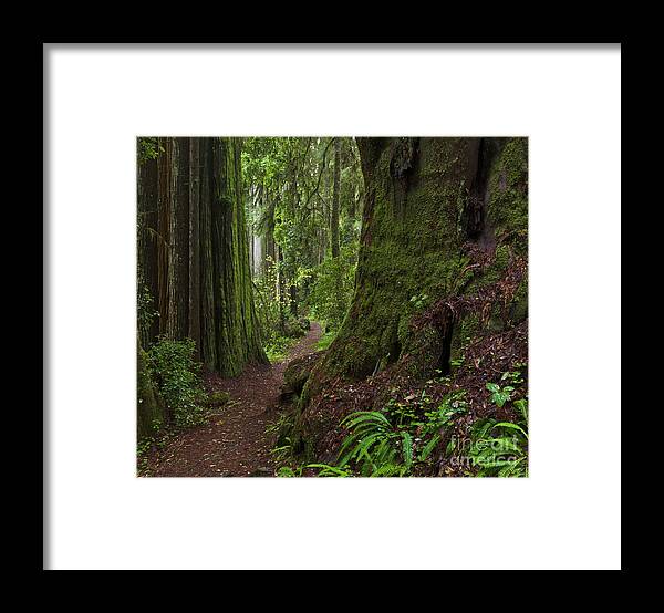 00559271 Framed Print featuring the photograph Coast Redwoods and Path Redwood Natl by Yva Momatiuk John Eastcott