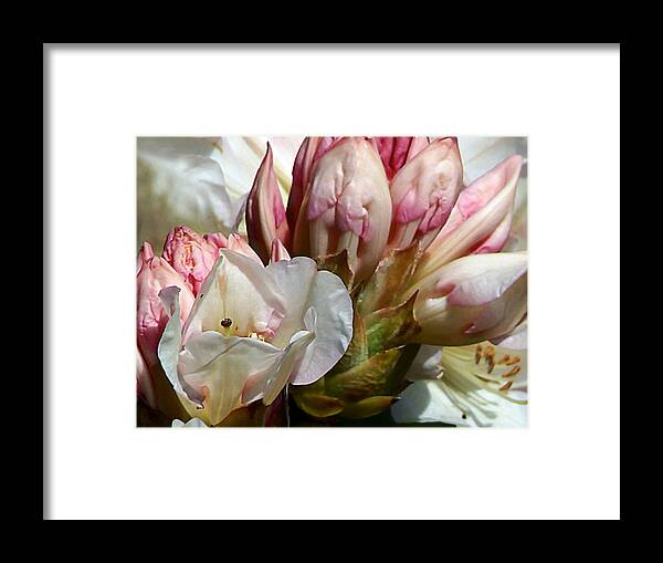 Rhodie Framed Print featuring the photograph Coast Rhododendron by Pamela Patch
