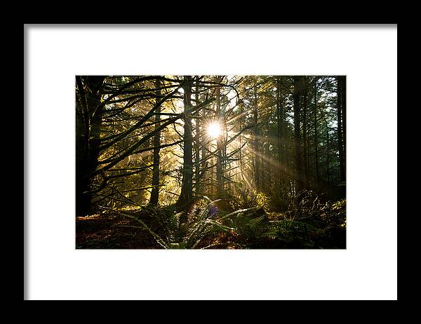 Oregon Framed Print featuring the photograph Coastal Forest by Andrew Kumler