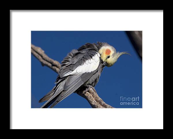 Nymphicus Hollandicus Framed Print featuring the photograph Cockatiel - Canberra - Australia by Steven Ralser