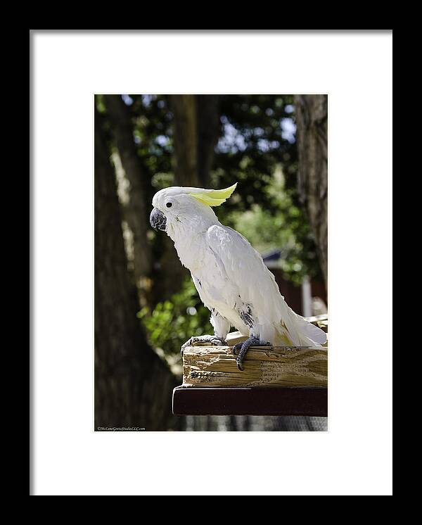 Cockatoo Framed Print featuring the photograph Cockatoo white parrot by LeeAnn McLaneGoetz McLaneGoetzStudioLLCcom