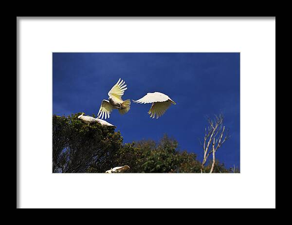 Acrylic Print Framed Print featuring the photograph Cockatoos On the Wing by Harry Spitz
