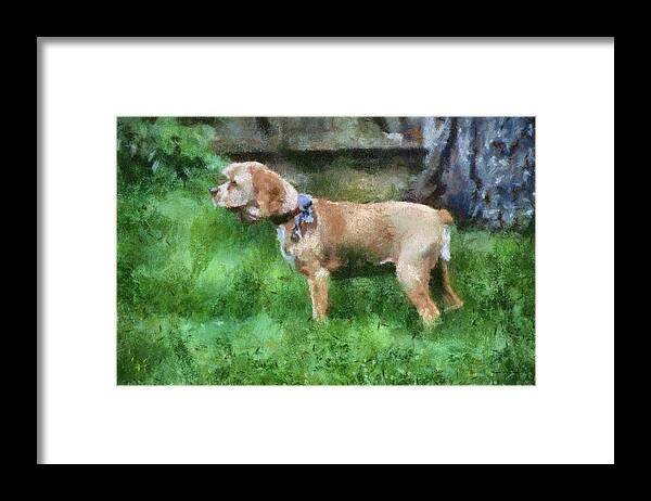 Spaniel Framed Print featuring the photograph Cocker Spaniel Outside 13 by Thomas Woolworth