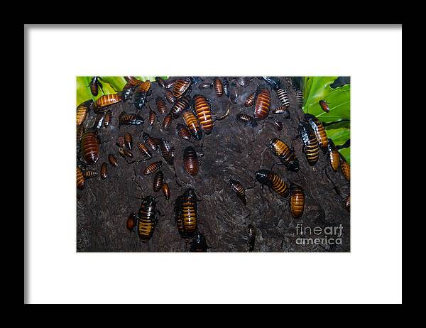 Roach Framed Print featuring the photograph Cockroach DSC2968 by Wingsdomain Art and Photography