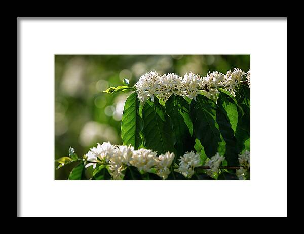 Hanging Framed Print featuring the photograph Coffee Coffea Arabia Blossoms, Kona by Alvis Upitis