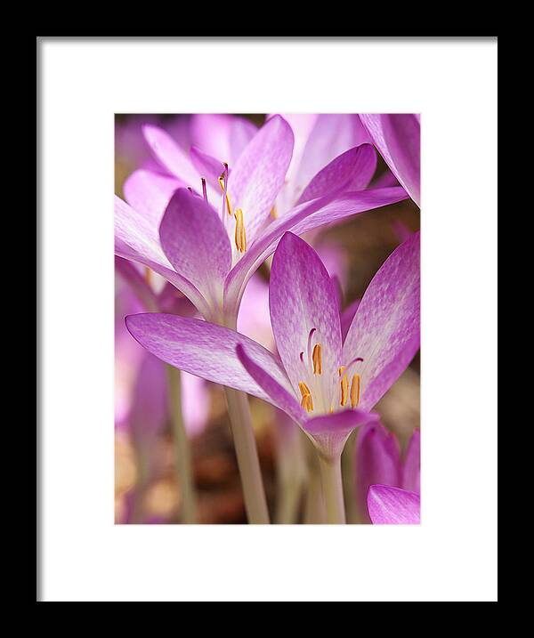 Purple Flower Framed Print featuring the photograph Colchicum Curves by Gill Billington