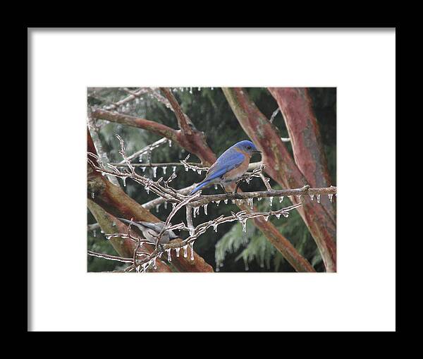 Nature Framed Print featuring the photograph Cold and Blue by Marilyn Zalatan