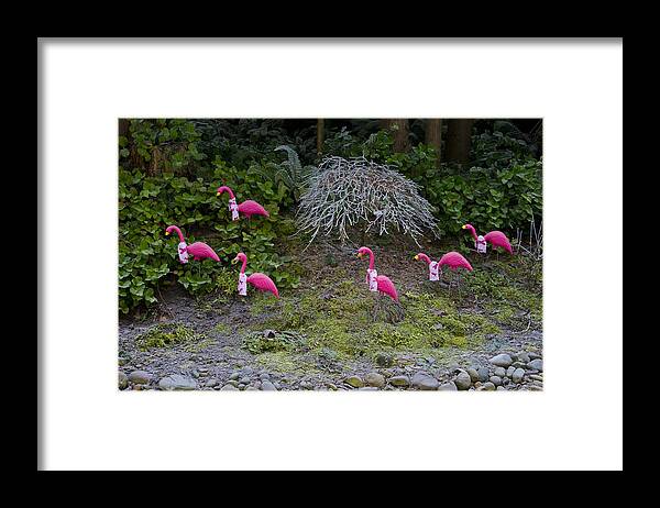 Wall Art Framed Print featuring the photograph Cold Pink Flamingos by Ron Roberts