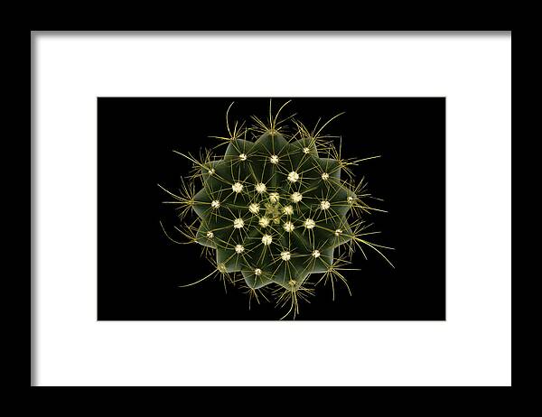 Cactus Framed Print featuring the photograph Coleocephalocereus Aureus by Victor Mozqueda