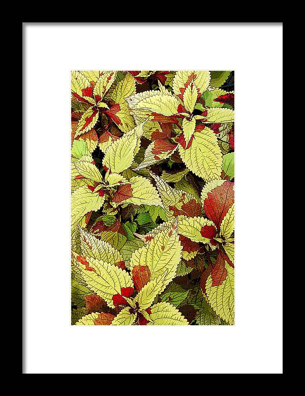 Coleus Framed Print featuring the photograph Coleus Detail by Rob Huntley