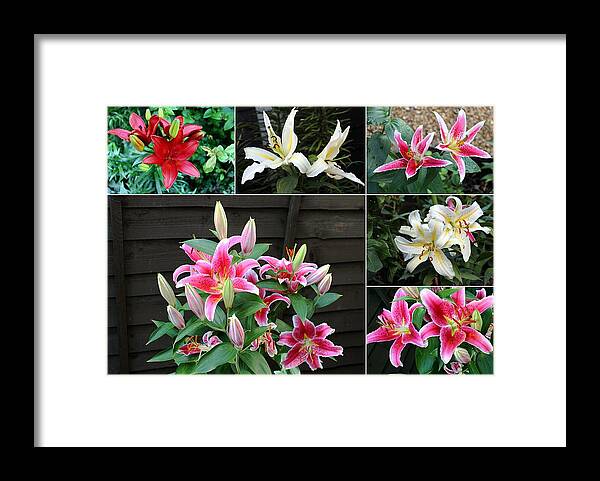 Collage Lilies Framed Print featuring the photograph Collage Lilies by Helene U Taylor
