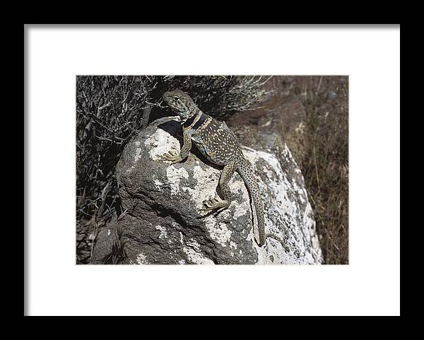 Feb0514 Framed Print featuring the photograph Collared Lizard Sunning Mojave Desert by Larry Minden
