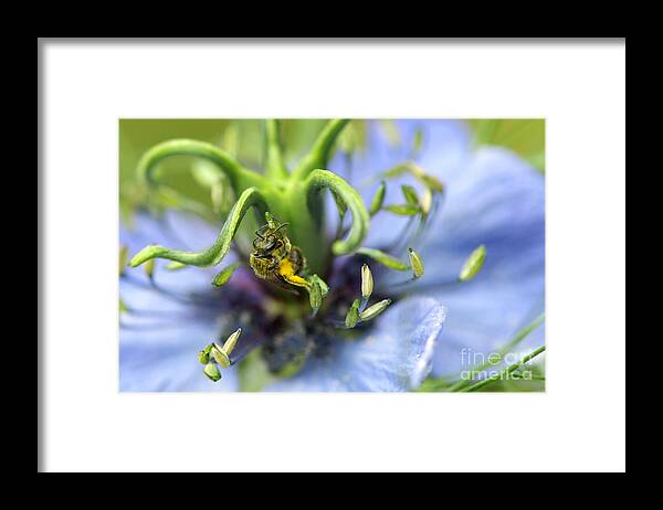Pollinator Framed Print featuring the photograph Collecting Pollen by Sharon Talson