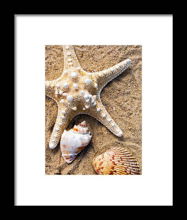 Seashells Framed Print featuring the photograph Collecting Shells by Colleen Kammerer