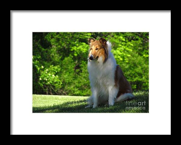 Dog Framed Print featuring the photograph Collie Overlook by Deborah Johnson
