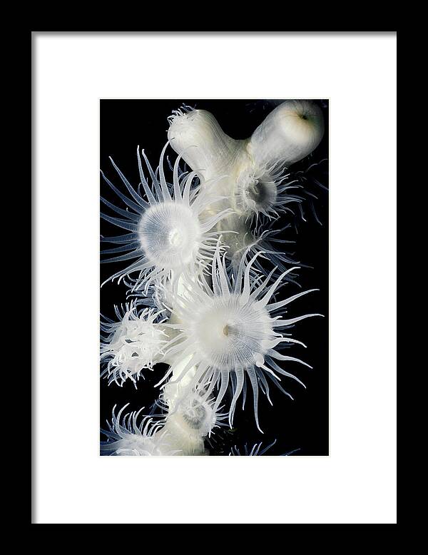 Colonial Anemones Framed Print featuring the photograph Colonial Anemones Feeding At Night by Jeff Rotman