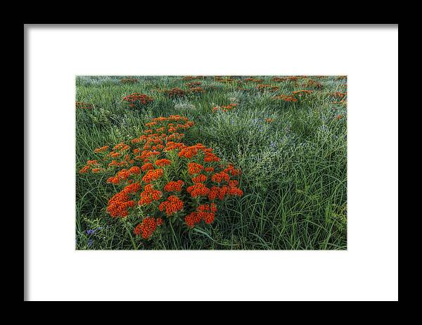 America Framed Print featuring the photograph Color on the Prairie by Scott Bean