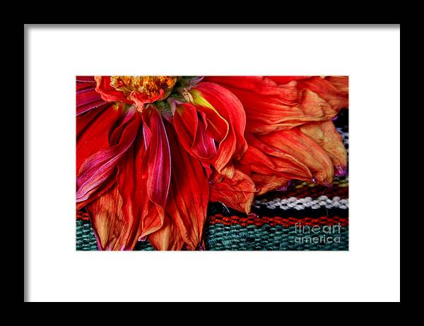 Dahlia Framed Print featuring the photograph Color Power by Jeanette French