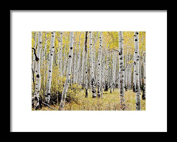 Trees Framed Print featuring the photograph Colorado Aspens by Geraldine Alexander