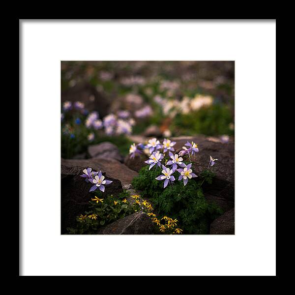 All Rights Reserved Framed Print featuring the photograph Colorado Columbine Glamour Shot by Mike Berenson