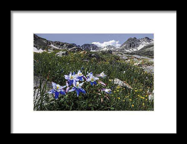 Colorado Framed Print featuring the photograph Colorado Columbines by Aaron Spong