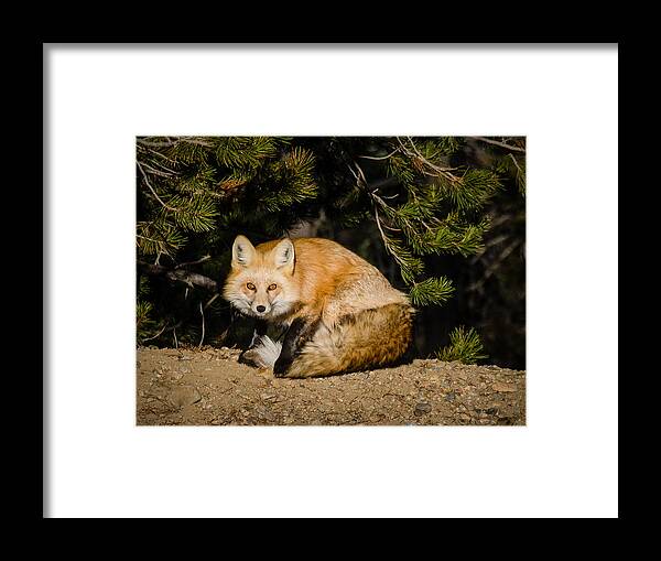 Fox Framed Print featuring the photograph Colorado Red Fox by Jennifer Kano