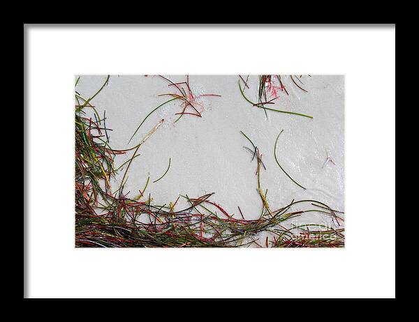 Beach Grass Framed Print featuring the photograph Colorful Beach Grass by Jeanne Forsythe
