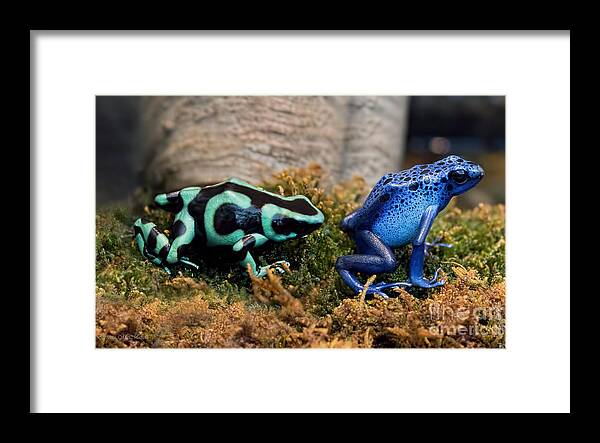 Poison Dart Frog Framed Print featuring the photograph Colorful But Deadly Poison Dart Frogs by Barbara McMahon