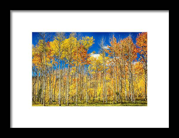 Aspen Framed Print featuring the photograph Colorful Colorado Autumn Aspen Trees by James BO Insogna