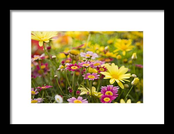 Outdoors Framed Print featuring the photograph Colorful daisies, focus on Madeira Deep Rose marguerite daisy by Kali9