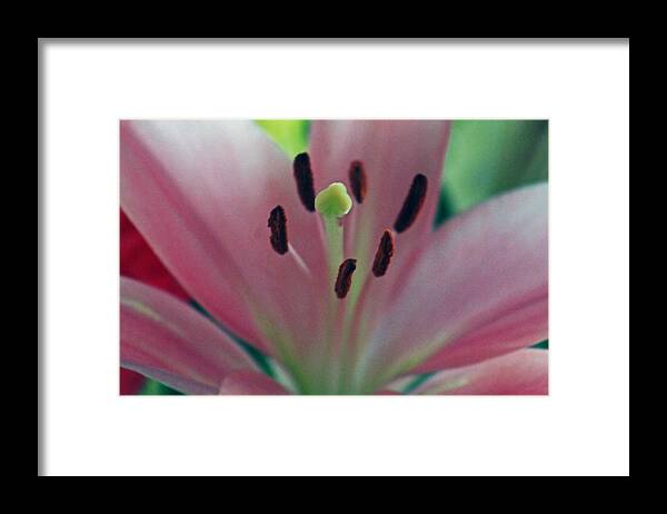 Lily Framed Print featuring the photograph Colorful detailed by Lily K