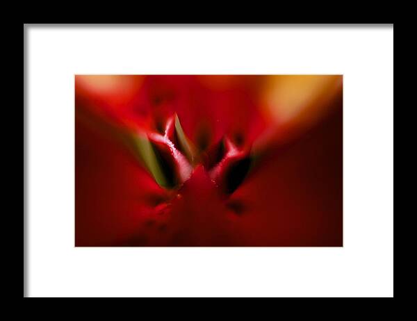  Framed Print featuring the photograph Colorful Floral by Max Greene