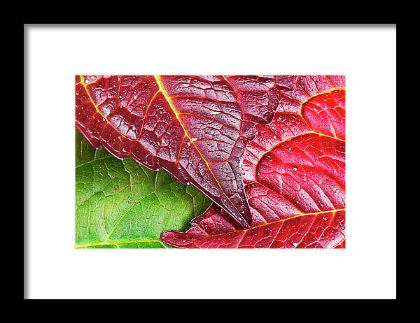 North Rhine Westphalia Framed Print featuring the photograph Colorful Foliage by Georg Hanf