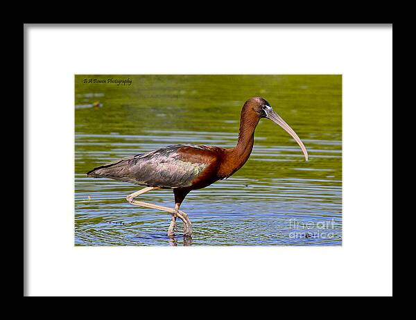 Glossy Ibis Framed Print featuring the photograph Colorful Glossy Ibis by Barbara Bowen