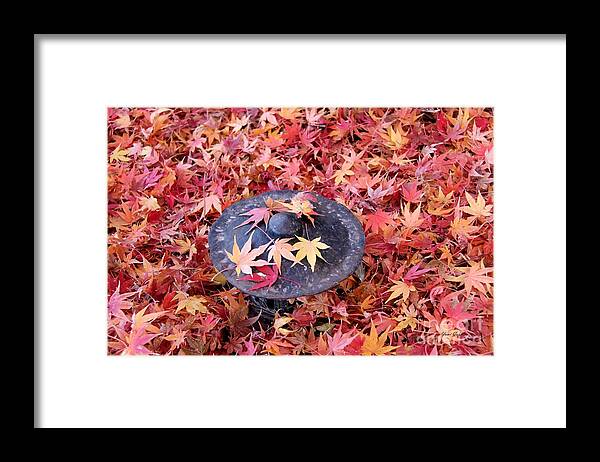 Ground Cover Framed Print featuring the photograph Colorful ground cover by Yumi Johnson