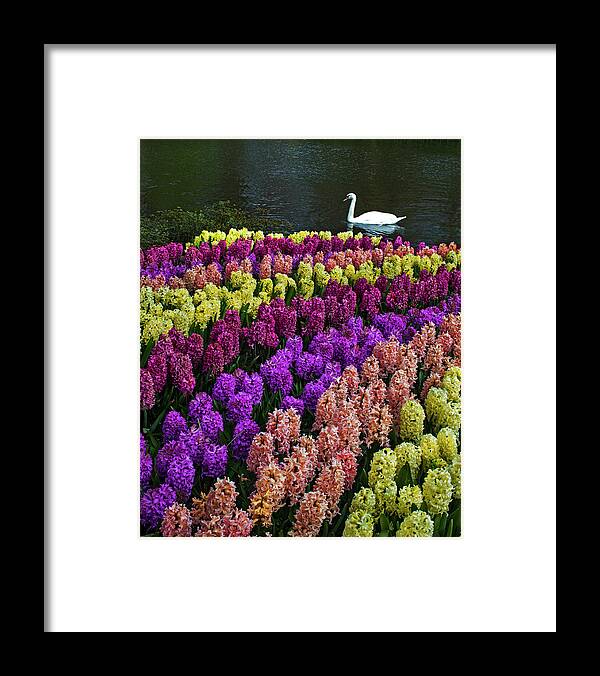 Tranquility Framed Print featuring the photograph Colorful Hyacinths Announce Spring by Elfi Kluck