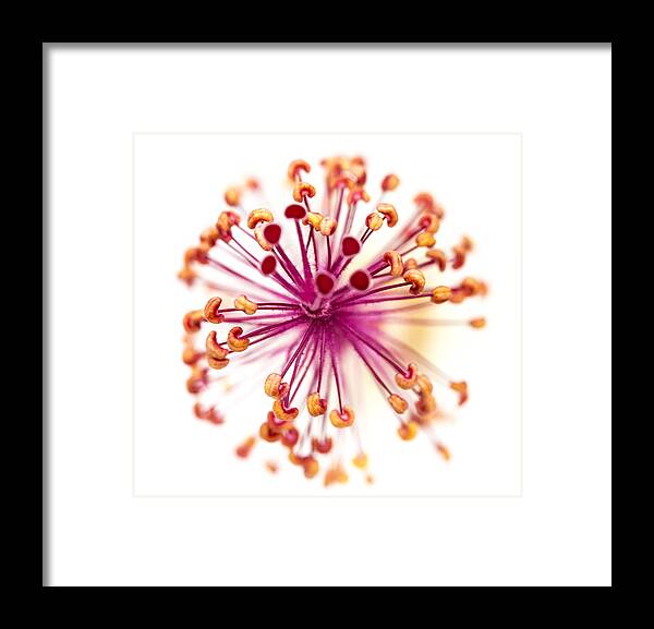 Hawaii 2014 Framed Print featuring the photograph Colorful Macro Flower by Susan Stone