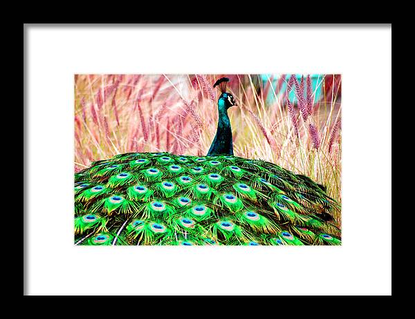 Colorful Framed Print featuring the photograph Colorful Peacock by Matt Quest