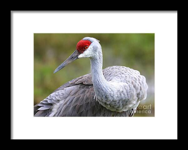 Sandhill Framed Print featuring the photograph Colorful Sandhill by Carol Groenen