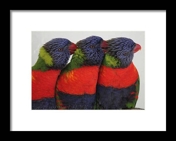 Parrots Framed Print featuring the photograph Colorful therapy by Lily K