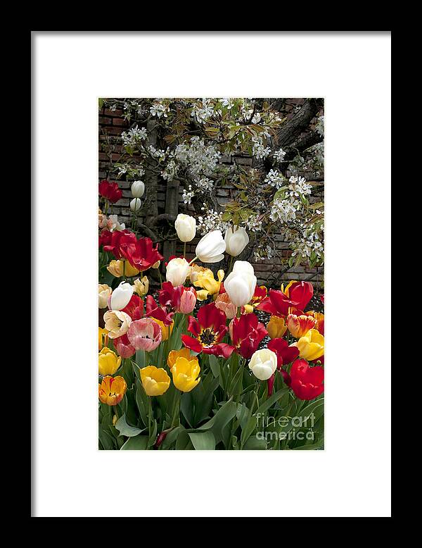 Tulip Garden Framed Print featuring the photograph Colorful Tulip Garden by Haleh Mahbod