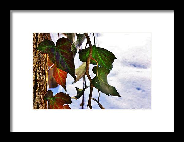 Winter Framed Print featuring the photograph Colorful winter leaves by Mikki Cucuzzo