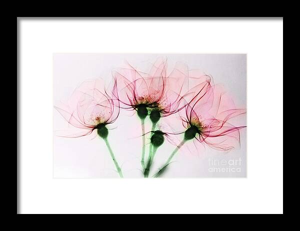 Rose Framed Print featuring the photograph Colorized X-ray Of Roses by Scott Camazine