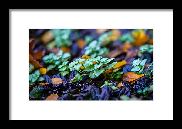 Plants Framed Print featuring the photograph Colors by David Downs