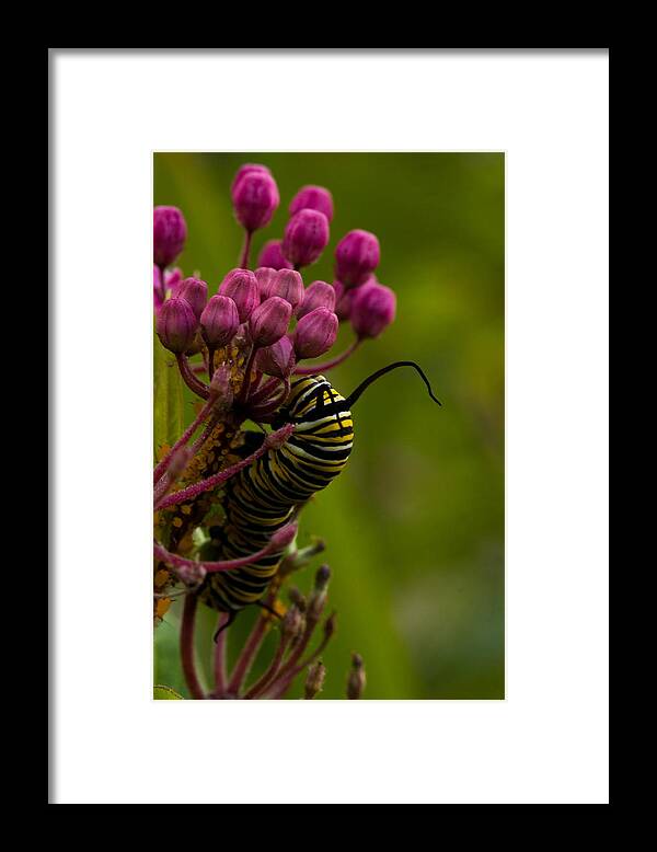 Caterpillar Framed Print featuring the photograph Colors by Haren Images- Kriss Haren