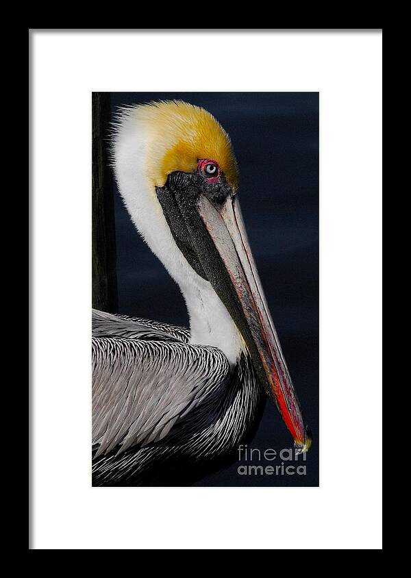Pelican Framed Print featuring the photograph Colors of a Pelican by Quinn Sedam